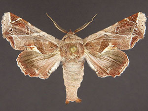 Marathyssa pyrastis