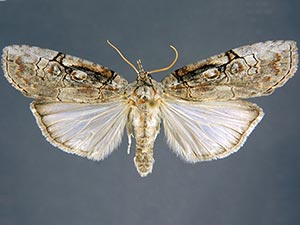 Iscadia aperta