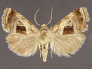 Tripudia rectangula