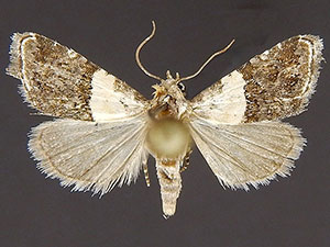 Tripudia dimidata