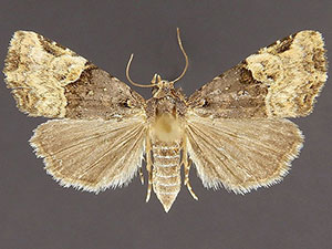 Ozarba catilina