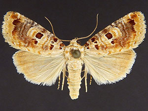 Diastema leo