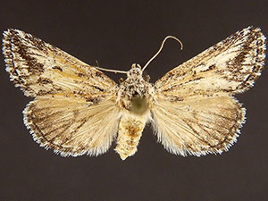 Airamia albiocula