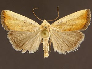 Ponometia parvula