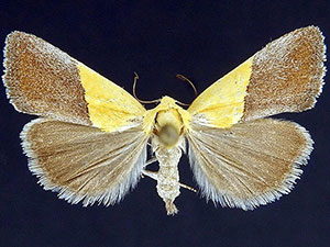 Ponometia semiflava