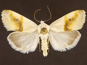 Ponometia virginalis