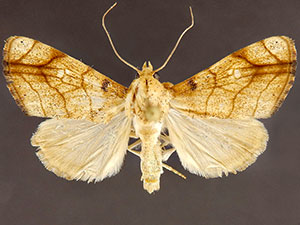 Bagisara tristicta