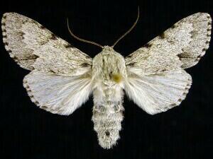 Acronicta lepusculina