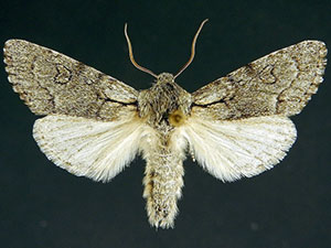 Acronicta tota