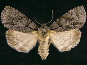 Acronicta grisea