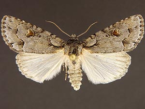 Acronicta albarufa