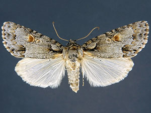 Acronicta albarufa