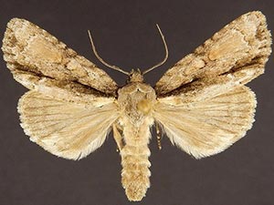 Acronicta connecta