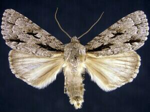 Acronicta hasta