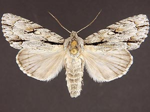 Acronicta thoracica