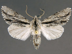 Acronicta browni