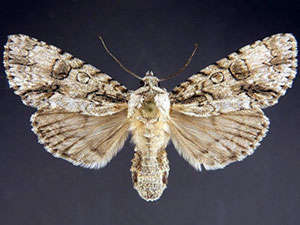 Acronicta beameri