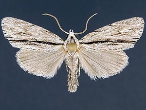 Acronicta perblanda