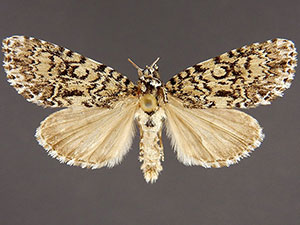 Acronicta heitzmani