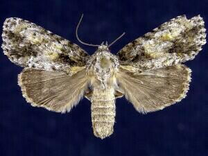 Acronicta exilis