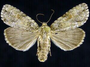 Acronicta exilis