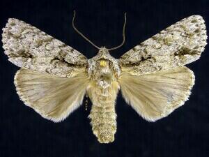 Acronicta clarescens