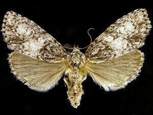 Acronicta retardata