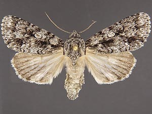 Acronicta brumosa