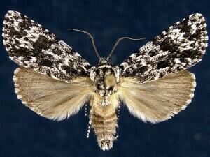 Acronicta noctivaga