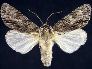 Acronicta longa