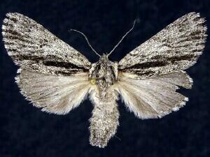 Acronicta barnesii