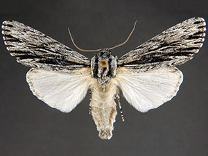 Acronicta edolata