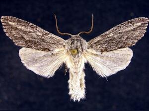 Acronicta lanceolaria