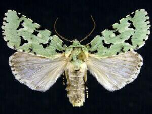 Acronicta fallax