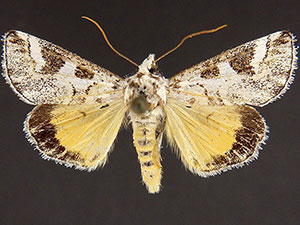 Neotuerta hemicycla