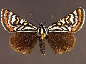 Eupseudomorpha brillians