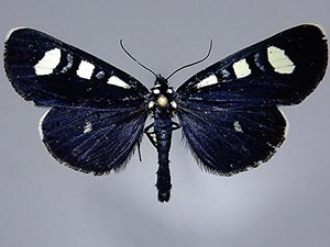 Alypiodes bimaculata