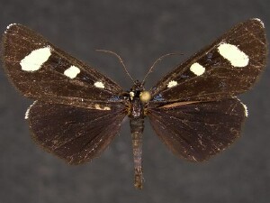 Alypiodes flavilinguis