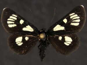 Alypia ridingsii