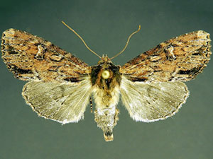 Apamea vultuosa