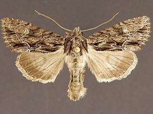 Apamea perpensa