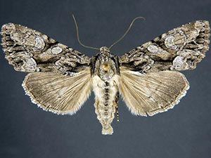 Apamea unita