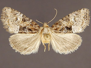 Neoligia semicana