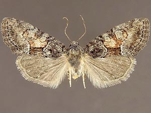 Neoligia surdirena