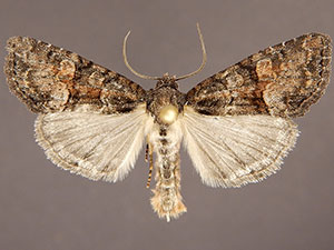 Neoligia rubirena