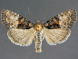 Neoligia elephas