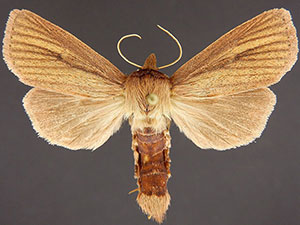 Globia laeta