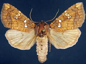 Papaipema rutila