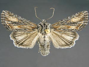 Aseptis susquesa