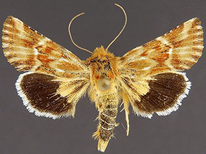 Pseudanthoecia tumida